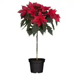 toom Baumarkt Weihnachtssterne Angebot