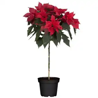 toom Baumarkt Weihnachtssterne Angebot