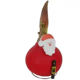 toom Baumarkt Gewachste Amaryllis Angebot