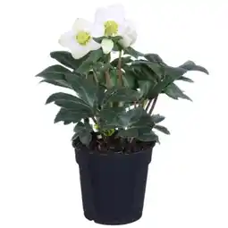 toom Baumarkt Christrose Angebot