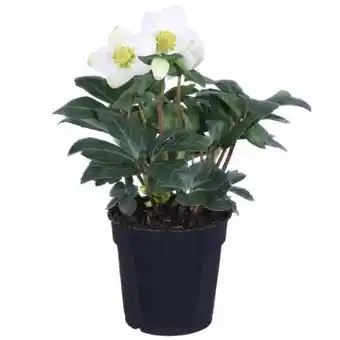 toom Baumarkt Christrose Angebot