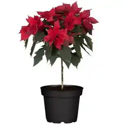 toom Baumarkt Toom Weihnachtsstern Angebot