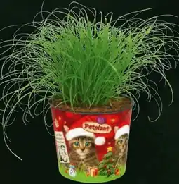 Hagebau Katzengras Angebot