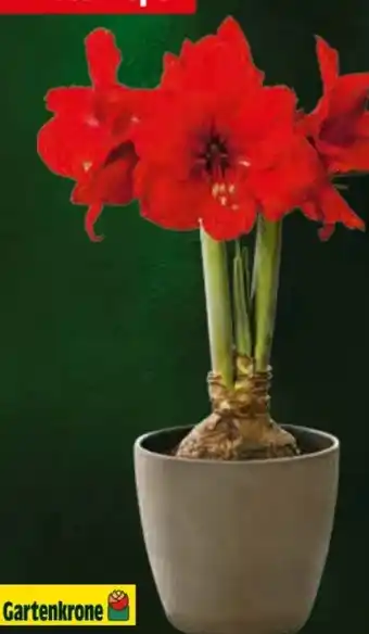 Hagebau Amaryllis Angebot