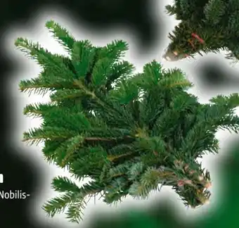 Hagebau Nordmann-Schnittgrün Angebot