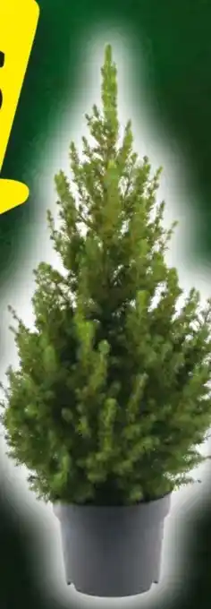 Hagebau Zuckerhutfichte Angebot