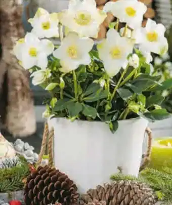 Hagebau Christrose Christmas Carol Angebot