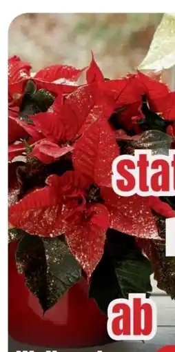 B1 Discount Baumarkt Weihnachtssterne Angebot