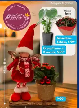 Aldi Süd Gardenline Weihnachtliche Pflanzen Angebot