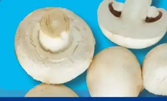 Aldi Süd Champignons Angebot