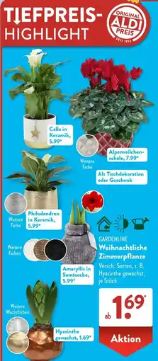 Aldi Süd GARDENLINE Weihnachtliche Zimmerpflanze Angebot