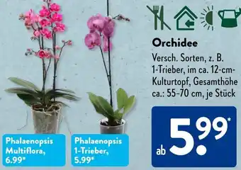 Aldi Süd Orchidee Angebot