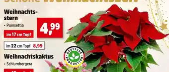 Thomas Philipps Weihnachtsstern Angebot
