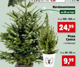 Thomas Philipps Nordmanntanne Angebot