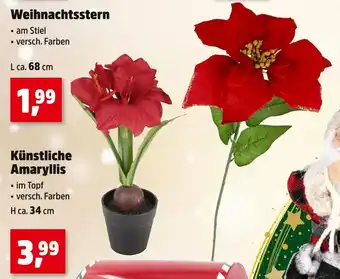 Thomas Philipps Weihnachtsstern Angebot