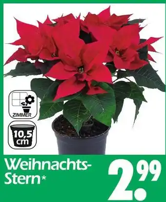 Wreesmann Weihnachts-stern Angebot