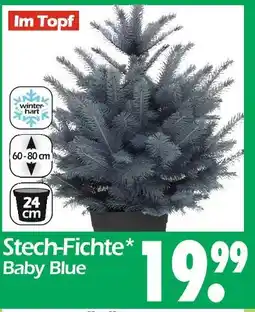 Wreesmann Stech-fichte Angebot