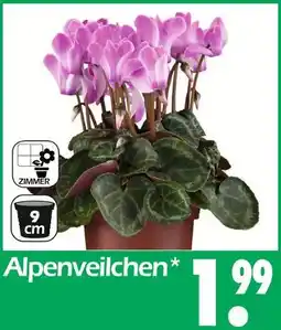 Wreesmann Alpenveilchen Angebot