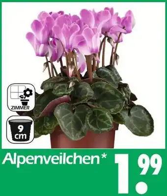 Wreesmann Alpenveilchen Angebot