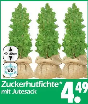 Wreesmann Zuckerhutfichte Angebot