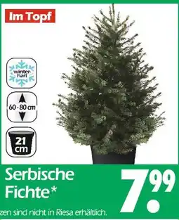 Wreesmann Serbische fichte Angebot