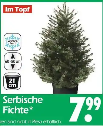 Wreesmann Serbische fichte Angebot