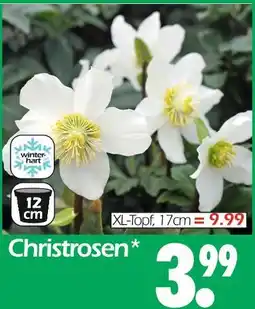 Wreesmann Christrosen Angebot