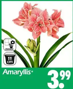 Wreesmann Amaryllis Angebot