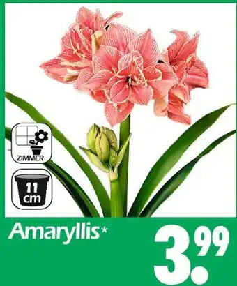 Wreesmann Amaryllis Angebot