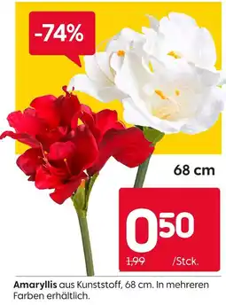 Rusta Amaryllis Angebot