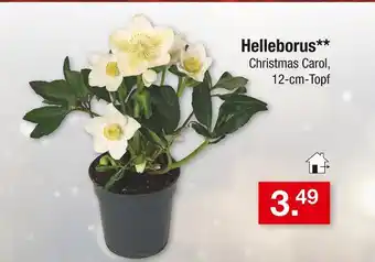 Zimmermann Helleborus christmas carol Angebot