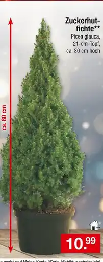 Zimmermann Zuckerhut-fichte Angebot