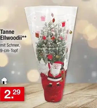 Zimmermann Tanne ellwoodii Angebot