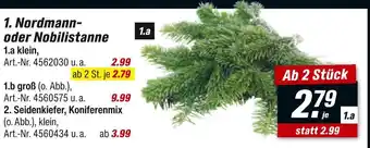toom Baumarkt Nordmann- oder nobilistanne Angebot