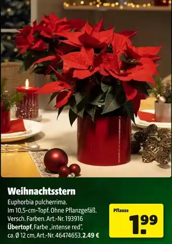 Hagebau Weihnachtsstern Angebot