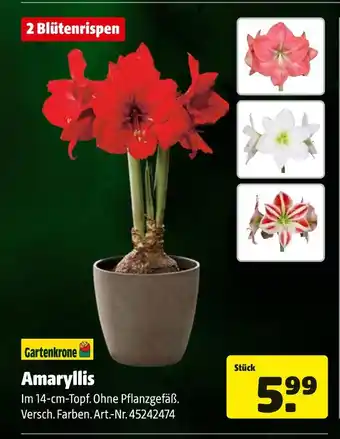 Hagebau Gartenkrone amaryllis Angebot