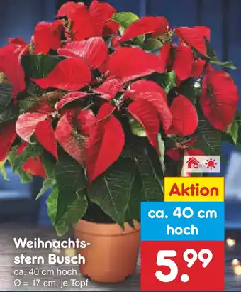 Netto Marken-Discount Weihnachtsstern Busch Angebot