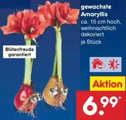 Netto Marken-Discount gewachste Amaryllis Angebot