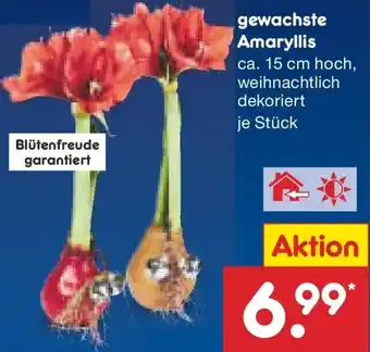 Netto Marken-Discount gewachste Amaryllis Angebot