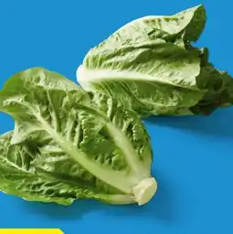 Lidl Mini-Romana-Salat Angebot