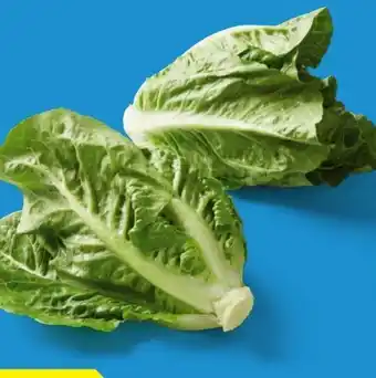 Lidl Mini-Romana-Salat Angebot