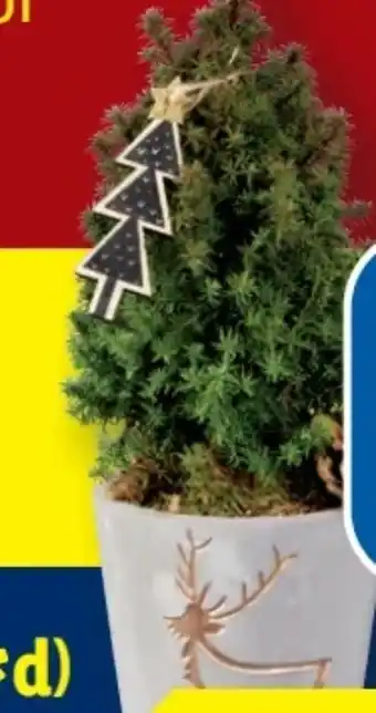 Lidl Scheinzypressen in Goldtrend-Keramik Angebot