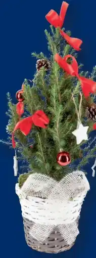 Lidl Zuckerhutfichte Angebot