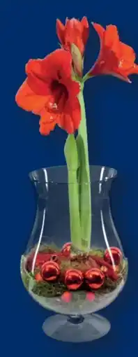 Lidl Amaryllis im Glas Angebot