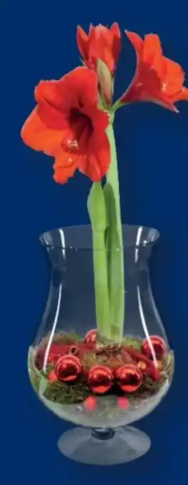 Lidl Amaryllis im Glas Angebot