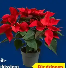 Lidl Weihnachtssterne Angebot