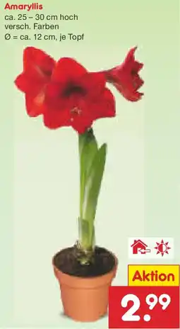 Netto Marken-Discount Amaryllis Angebot