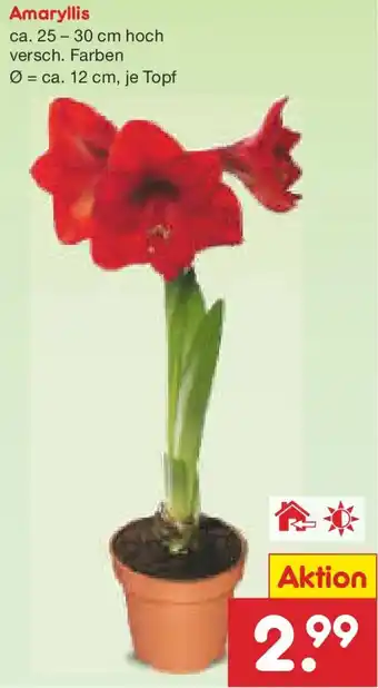 Netto Marken-Discount Amaryllis Angebot