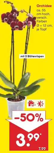 Netto Marken-Discount Orchidee Angebot