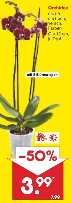 Netto Marken-Discount Orchidee Angebot
